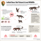 Illustration for article titled Stop Using Rat Poison, Its Killing Wildlife